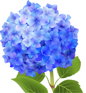 Hydrangeas