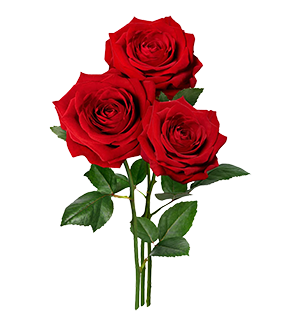 Roses